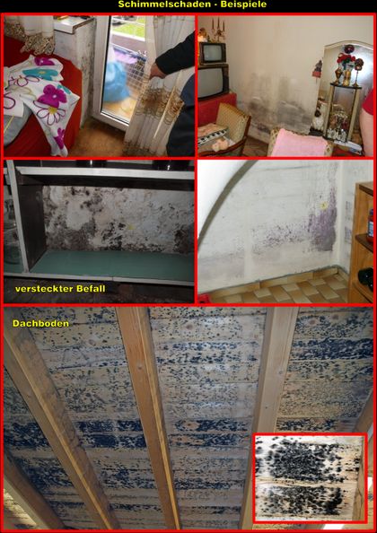 Fototafel Schimmelschaden II
